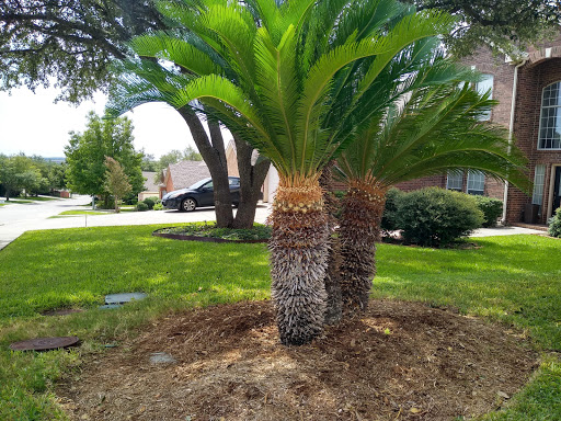 Tree And Palm Pests Signs Symptoms 1