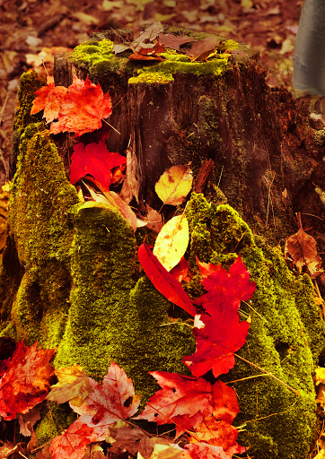 Grocery Store «Lowes Foods of Boone», reviews and photos, 267 New Market Centre, Boone, NC 28607, USA