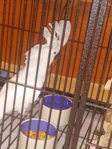 Bird Shop «The Aviary at Cauley Square», reviews and photos, 22400 Old Dixie Hwy, Miami, FL 33170, USA