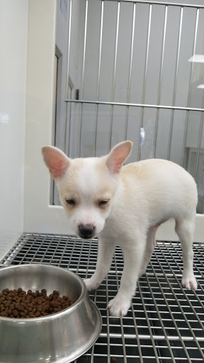 Pet Store «Petland», reviews and photos, 5470 Dixie Hwy, Fairfield, OH 45014, USA