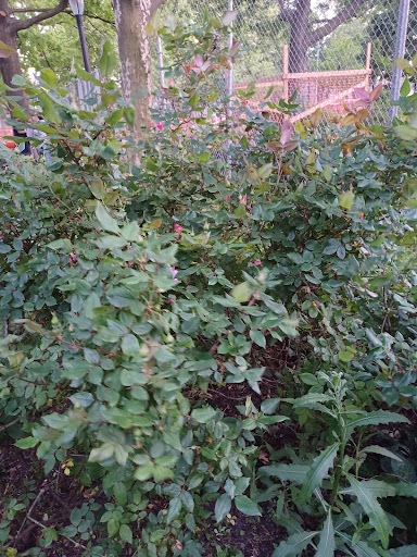 Park «Park Of The Americas», reviews and photos, 42nd Ave & 104th Street, Corona, NY 11368, USA