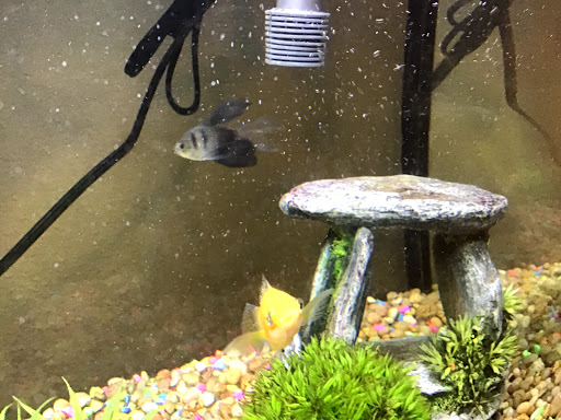 Pet Supply Store «Petco Animal Supplies», reviews and photos, 4030 N MacArthur Blvd #200, Irving, TX 75038, USA