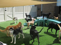 Camp Bow Wow - Photo 1 - Car repair in Memphis, TN, Memphis