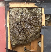 Pest Stop LLC - Photo 4 - Car repair in , Detroit