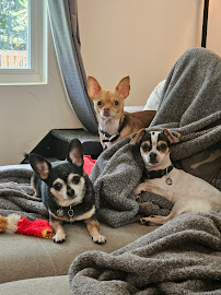 All Is Well Pets - Photo 4 - Car repair in Summerville, SC, North Charleston