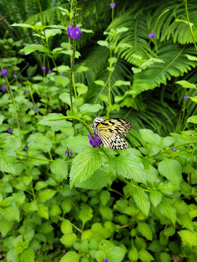 Garden «The Butterfly Place», reviews and photos, 120 Tyngsboro Rd, Westford, MA 01886, USA