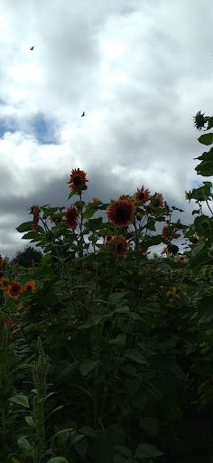 Pumpkin Patch «Rutledge Corn Maze LLC», reviews and photos, 302 93rd Ave SE, Olympia, WA 98501, USA