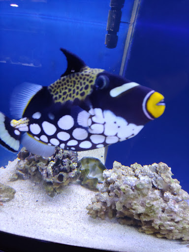 Tropical Fish Store «Marine Solutions», reviews and photos, 20 Triad S Dr, St Charles, MO 63304, USA