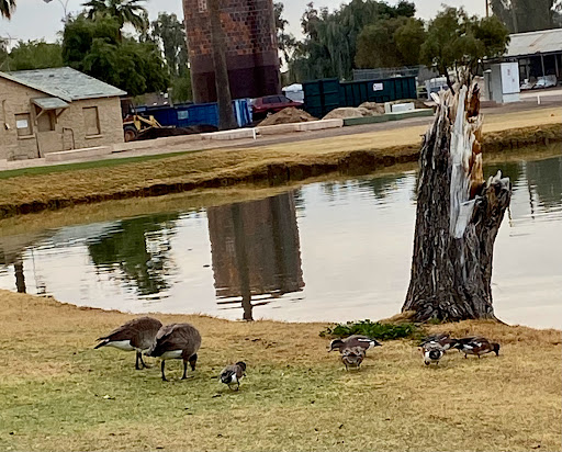 Golf Course «Palo Verde Golf Course», reviews and photos, 6215 N 15th Ave, Phoenix, AZ 85015, USA