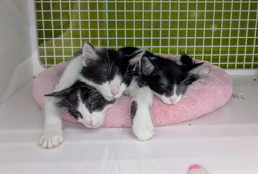 Pet Supply Store «Petco Animal Supplies», reviews and photos, 5850 Sepulveda Blvd, Van Nuys, CA 91411, USA