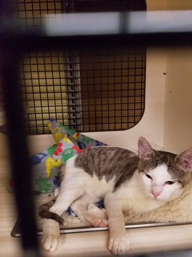 Pet Supply Store «Petco Animal Supplies», reviews and photos, 2227 E Semoran Blvd, Apopka, FL 32703, USA