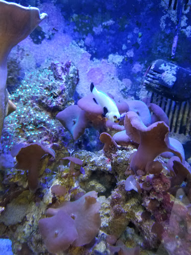 Pet Store «Tanks A Lot Aquariums», reviews and photos, 6680 Lantana Rd, Lake Worth, FL 33467, USA