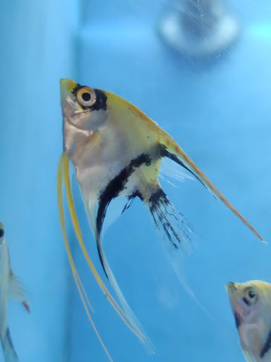 Pet Supply Store «PetSmart», reviews and photos, 971 Norland Ave, Chambersburg, PA 17201, USA