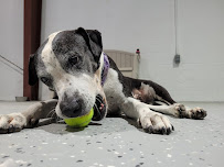 Pampered Pet Recreation Center - Photo 7 - Car repair in Houston, TX, Pearland