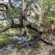 Saltwater Marsh Boardwalk