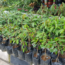 Bogor Nursery (Penjualan Tanaman Bogor)