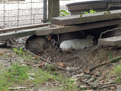 Zoo «Tri-State Zoological Park», reviews and photos, 10105 Cottage Inn Ln NE, Cumberland, MD 21502, USA