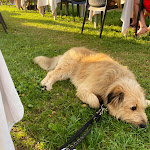 Photo n°6 de l'avis de Britta.. fait le 23/07/2023 à 16:56 sur le  Ristorante Pizzeria Bar Lido à Maccagno