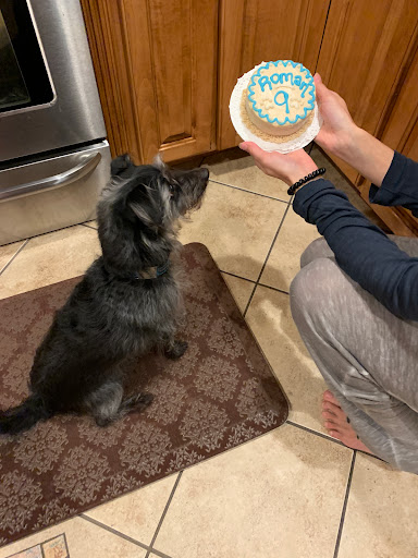 Pet Supply Store «For Pets Sake», reviews and photos, 2576 Montgomery Hwy # 6, Dothan, AL 36303, USA