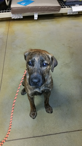 Pet Supply Store «PetSmart», reviews and photos, 2210 S Croatan Hwy, Nags Head, NC 27959, USA