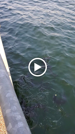 Bar & Grill «The Gnarly Gar», reviews and photos, 18200 Lakepoint Cove, Point Venture, TX 78645, USA