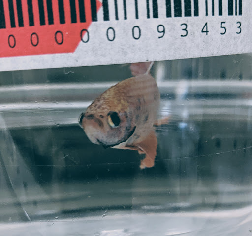 Lawn Care Service «Zamzows Middleton Location», reviews and photos, 901 W Main St, Middleton, ID 83644, USA