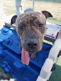 Pound Town Inc. Boarding & Daycare - Photo 5 - Car repair in Plainfield, IL, Aurora