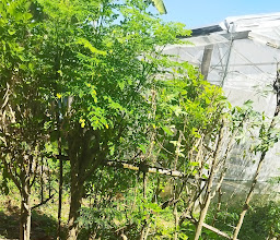 Kebun ESPE photo