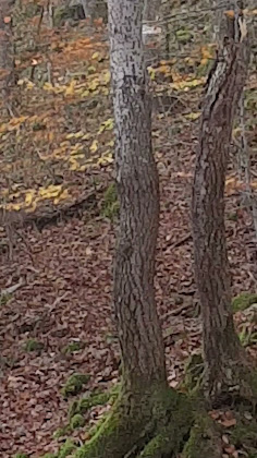 Photos des visiteurs hôtels Marmotte 38770 La Motte-d'Aveillans