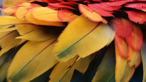 Pet Store «Petland Plano», reviews and photos, 1301 Custer Rd #405, Plano, TX 75075, USA