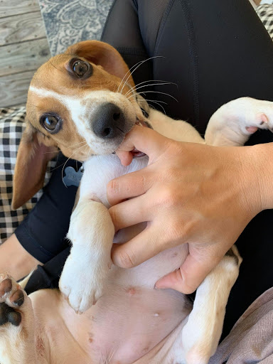 Pet Store «Tri-Creek Kennels», reviews and photos, 5641 US-129, Pendergrass, GA 30567, USA