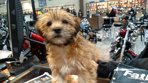 Motorcycle Dealer «Yankee Harley-Davidson Inc», reviews and photos, 488 Farmington Ave, Bristol, CT 06010, USA