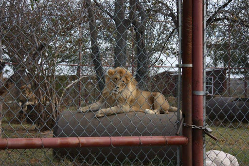 Research Institute «Center For Animal Research and Education (CARE)», reviews and photos, 245 Co Rd 3422, Bridgeport, TX 76426, USA