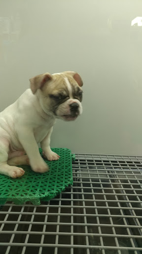 Pet Store «Petland», reviews and photos, 920 Hebron Rd, Heath, OH 43056, USA