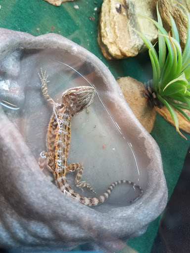 Pet Supply Store «PetSmart», reviews and photos, 10401 US-441, Leesburg, FL 34788, USA