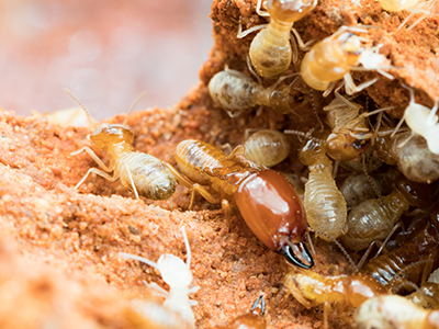 Greenforest Termite & Pest Control