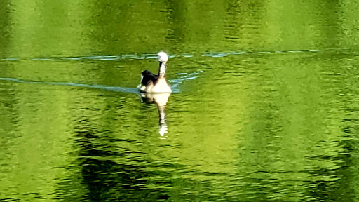 Park «Kissena Park», reviews and photos, 164-15 Booth Memorial Ave, Fresh Meadows, NY 11365, USA