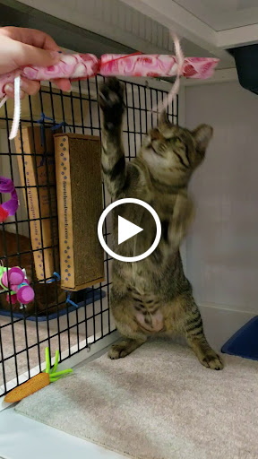 Pet Supply Store «Pet Supplies Plus», reviews and photos, 1258 Northlake Blvd, Lake Park, FL 33403, USA