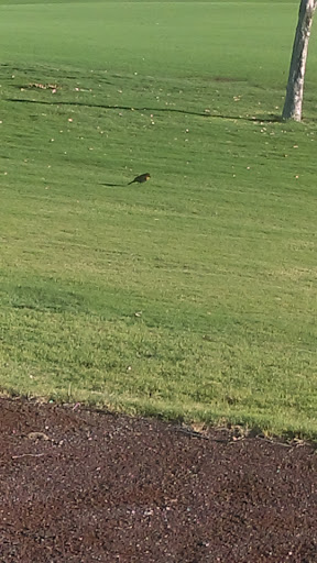 Home Builder «Sun City Anthem at Merrill Ranch by Del Webb», reviews and photos