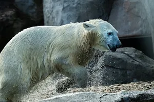 Polar Bear World - Franz Josef Land image