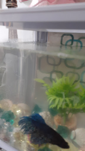 Pet Supply Store «Pet Supplies Plus», reviews and photos, 4923 Sheridan St, Hollywood, FL 33021, USA