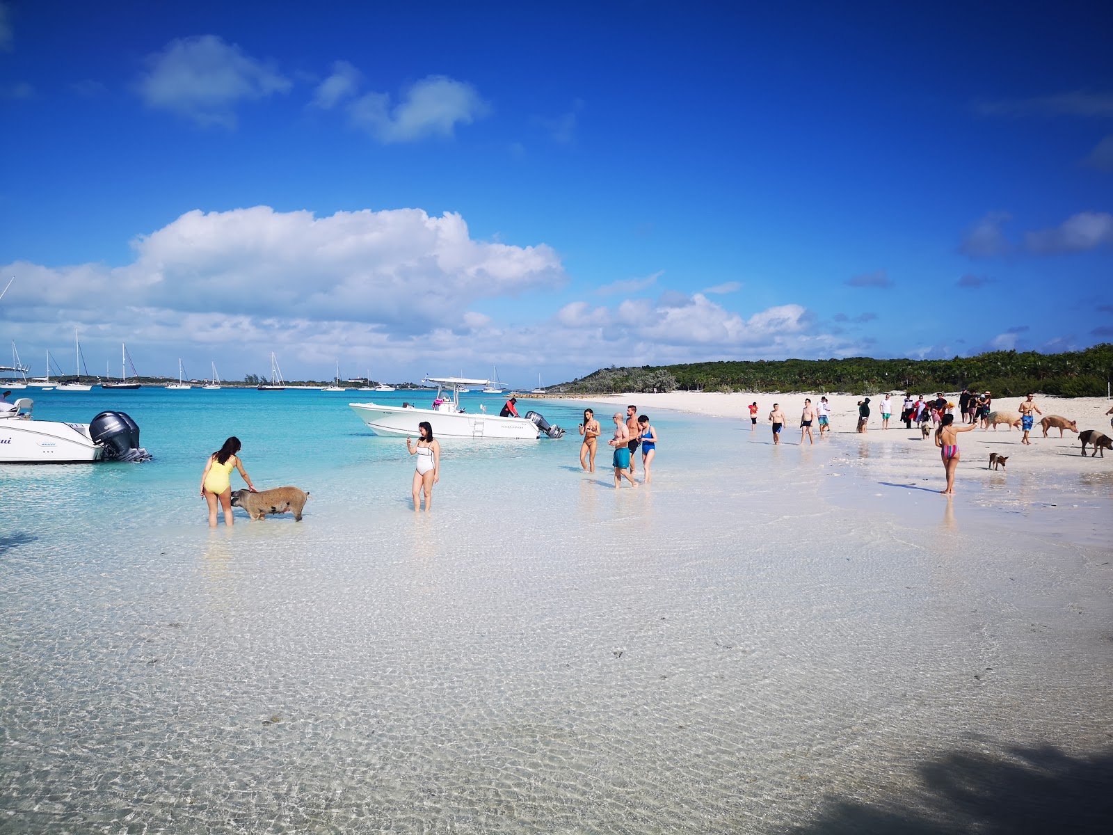 Pig beach的照片 带有白色细沙表面