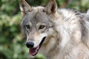 Saint Francis Wolf Sanctuary image