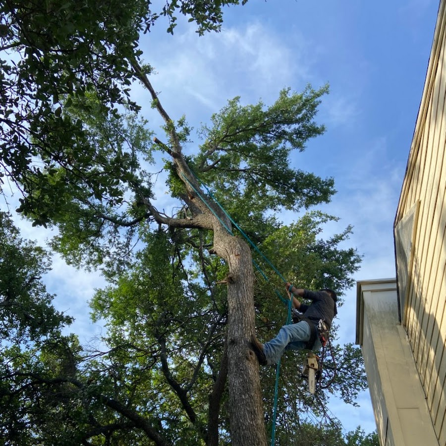 Leander Tree Care