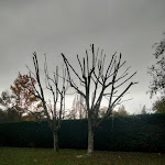 Photo n° 3 de l'avis de Marine.. fait le 16/11/2023 à 16:48 pour MD Entreprise élagueur grimpeur ( Élagage - abattage d'arbres - taille de haies - rognage et Déssouchage ) à Beautheil-Saints