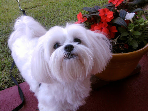 Pet Supply Store «PetSmart», reviews and photos, 1391 S Commons Dr, Myrtle Beach, SC 29588, USA