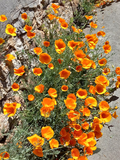 Grocery Store «Grocery Outlet Bargain Market», reviews and photos, 616 Sutton Way, Grass Valley, CA 95945, USA