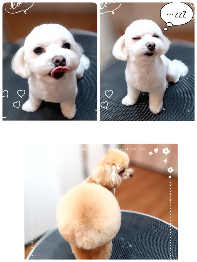 小型犬トリミングサロンsmall dog & jewelry SAKURA