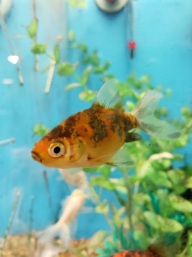 Pet Supply Store «PetSmart», reviews and photos, 10460 Town Center Dr, Westminster, CO 80021, USA