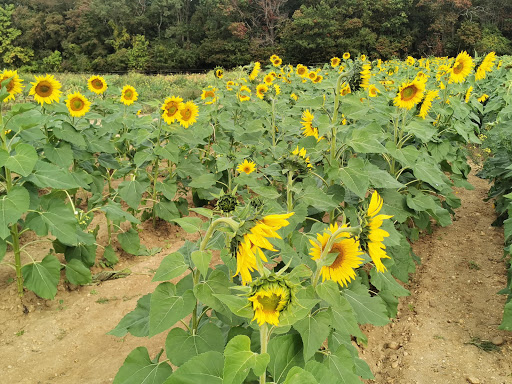 Golf Course «Tamarack Golf Course», reviews and photos, 97 Hardenburg Ln, East Brunswick, NJ 08816, USA